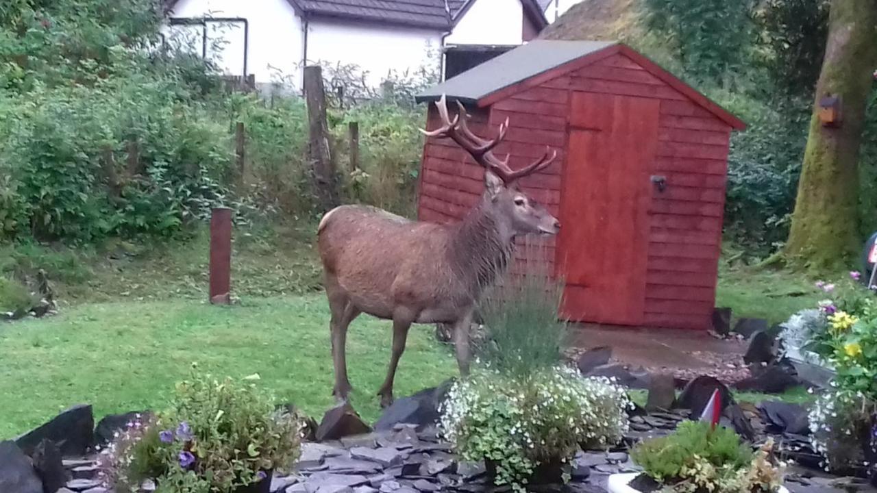 Beechwood Cottage B&B Glencoe Buitenkant foto